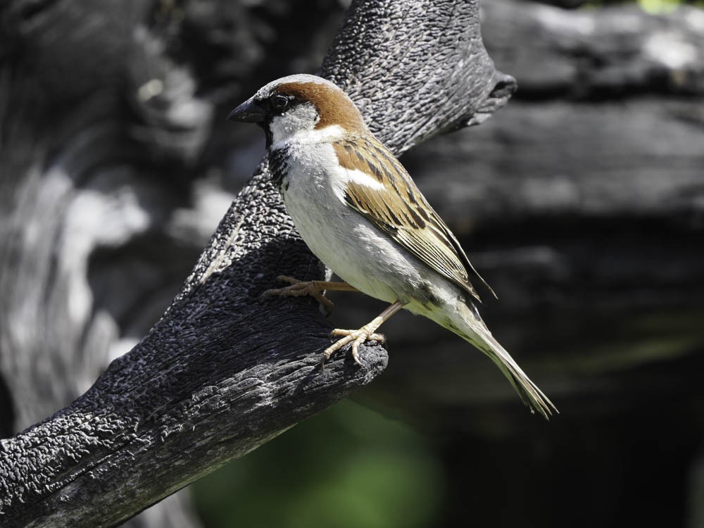 House Sparrow - ML645431628