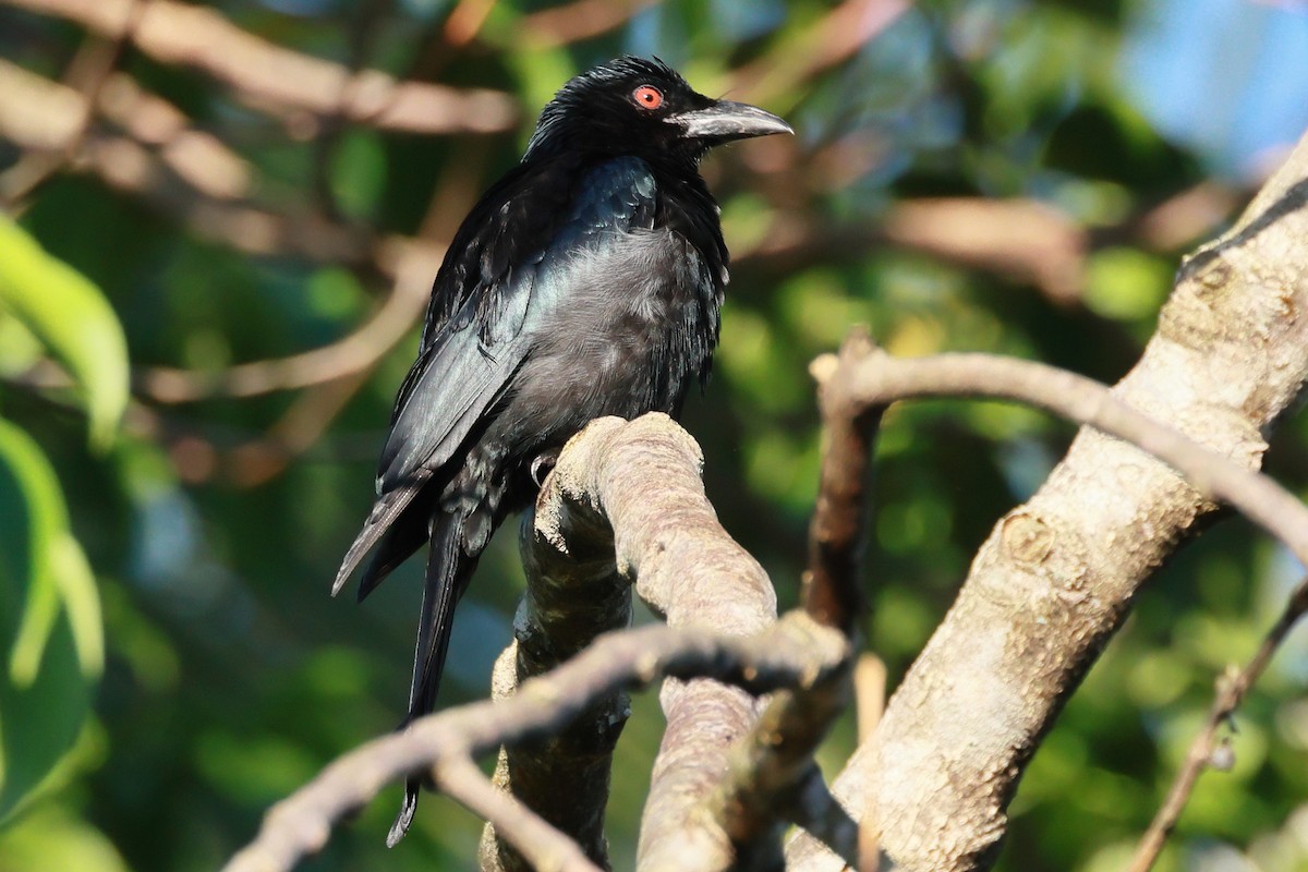 Spangled Drongo - ML645431635