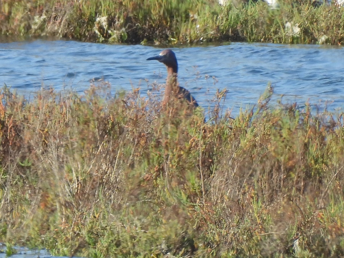 Reddish Egret - ML645431637