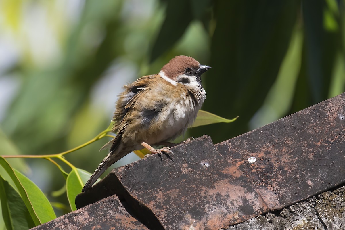 Eurasian Tree Sparrow - ML645431641
