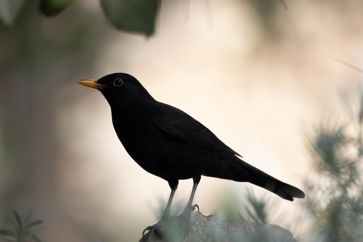 Eurasian Blackbird - ML645431642