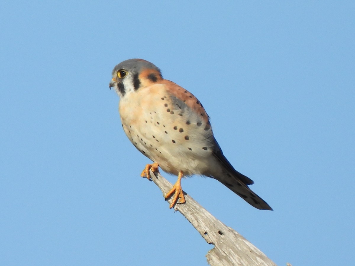 American Kestrel - ML645431645
