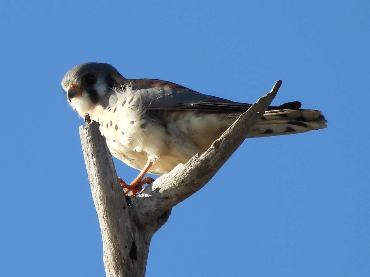 American Kestrel - ML645431646