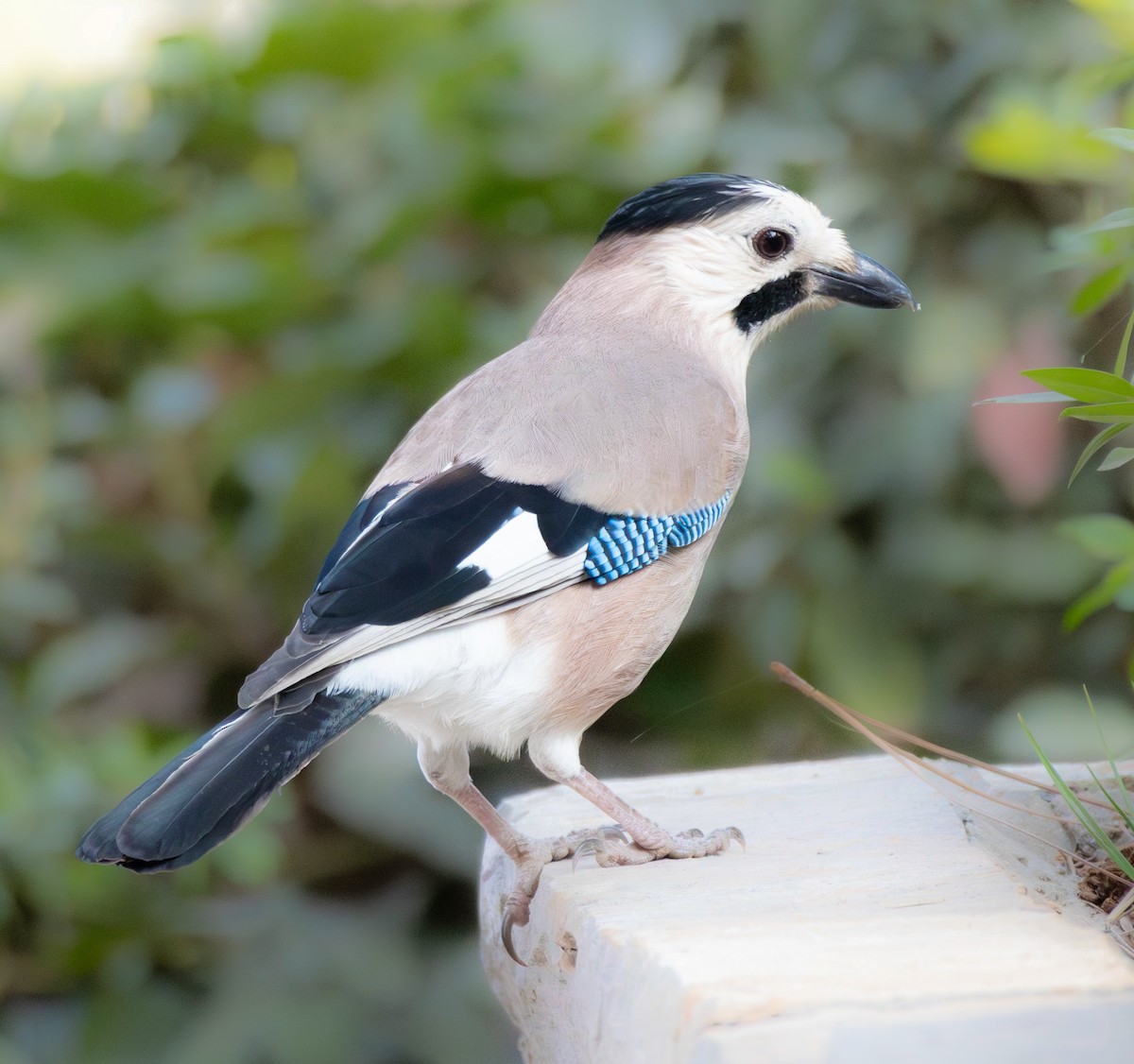 Eurasian Jay - ML645431649