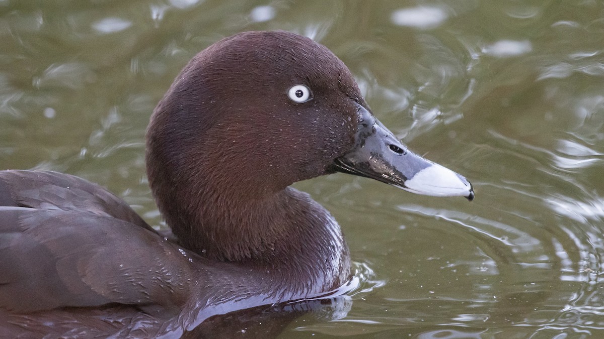 Hardhead - ML645431650