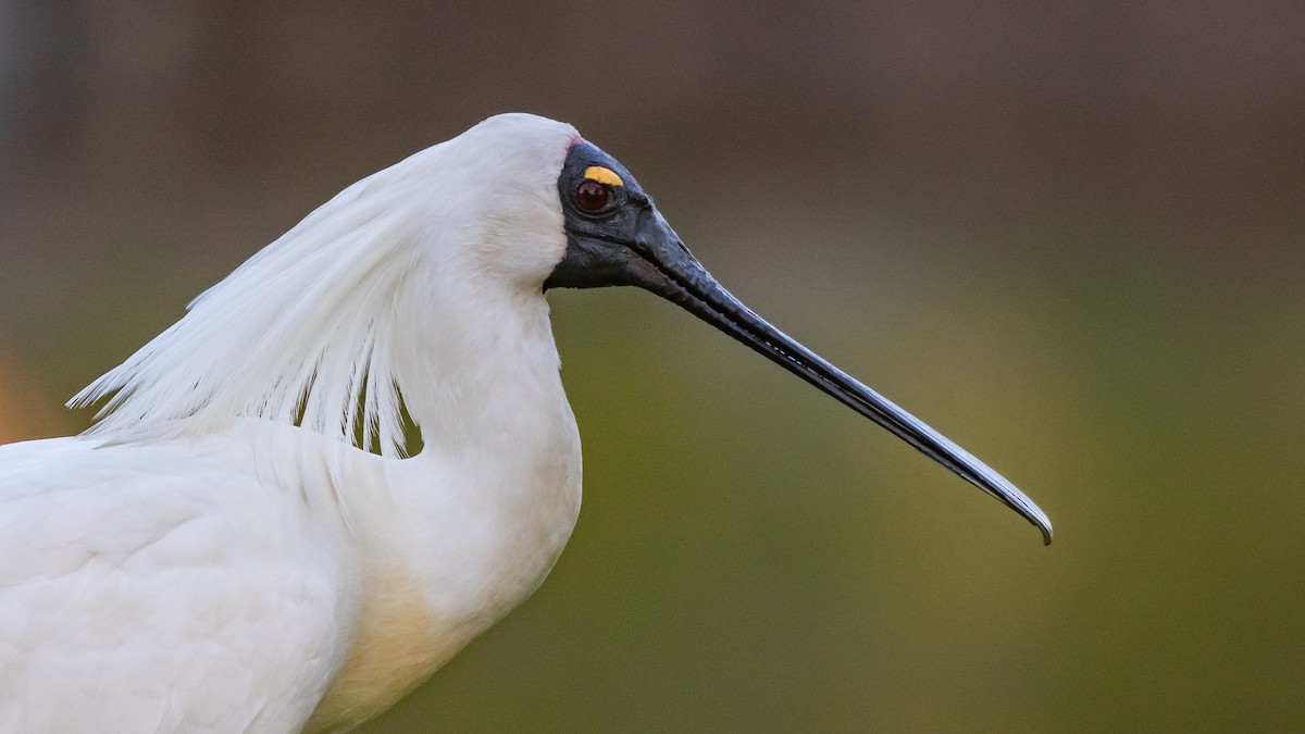 Royal Spoonbill - ML645431656