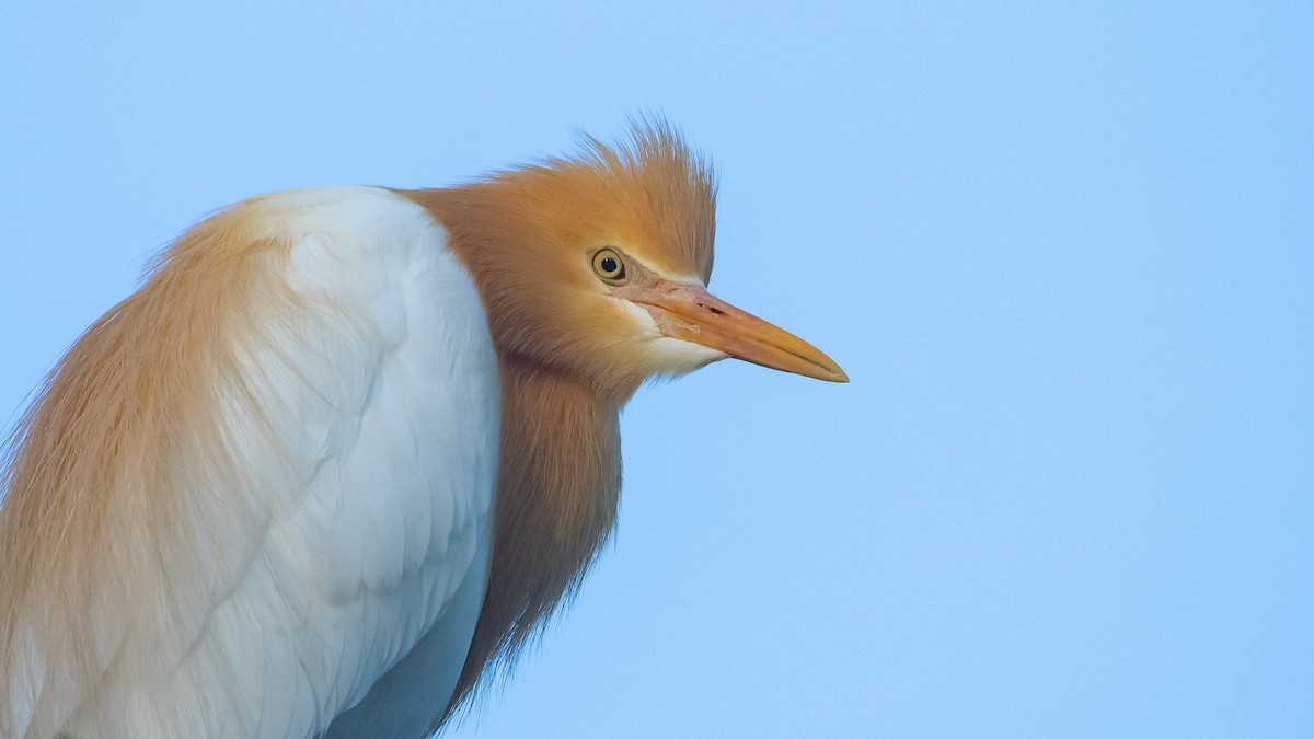 Eastern Cattle-Egret - ML645431658