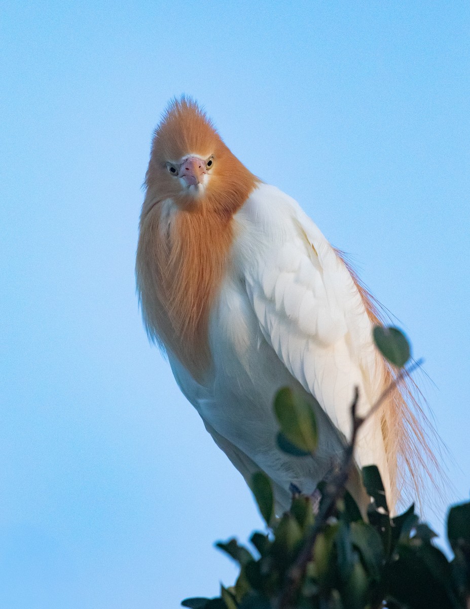 アマサギ - ML645431659