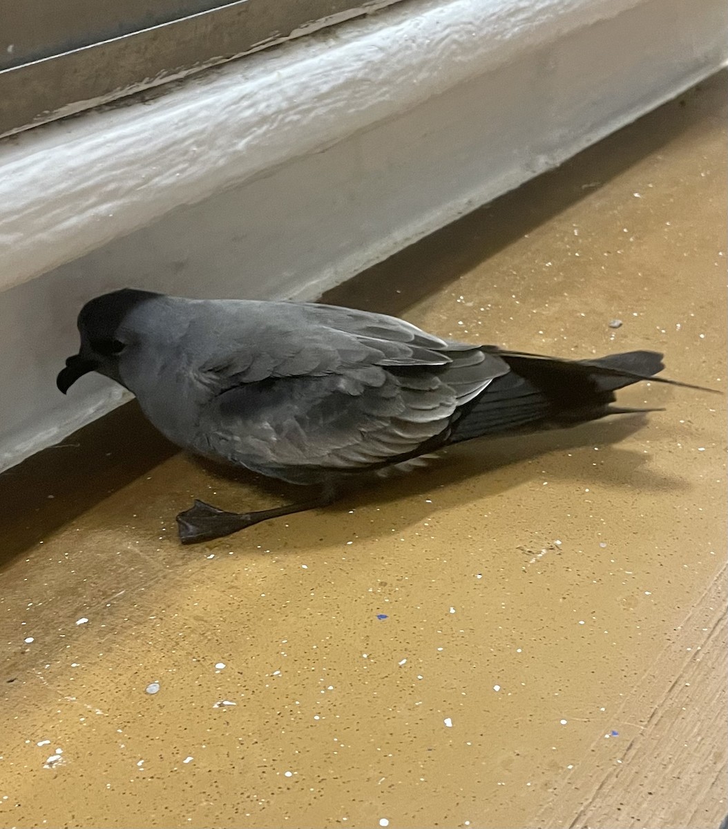 Wellenläufer - ML645431678