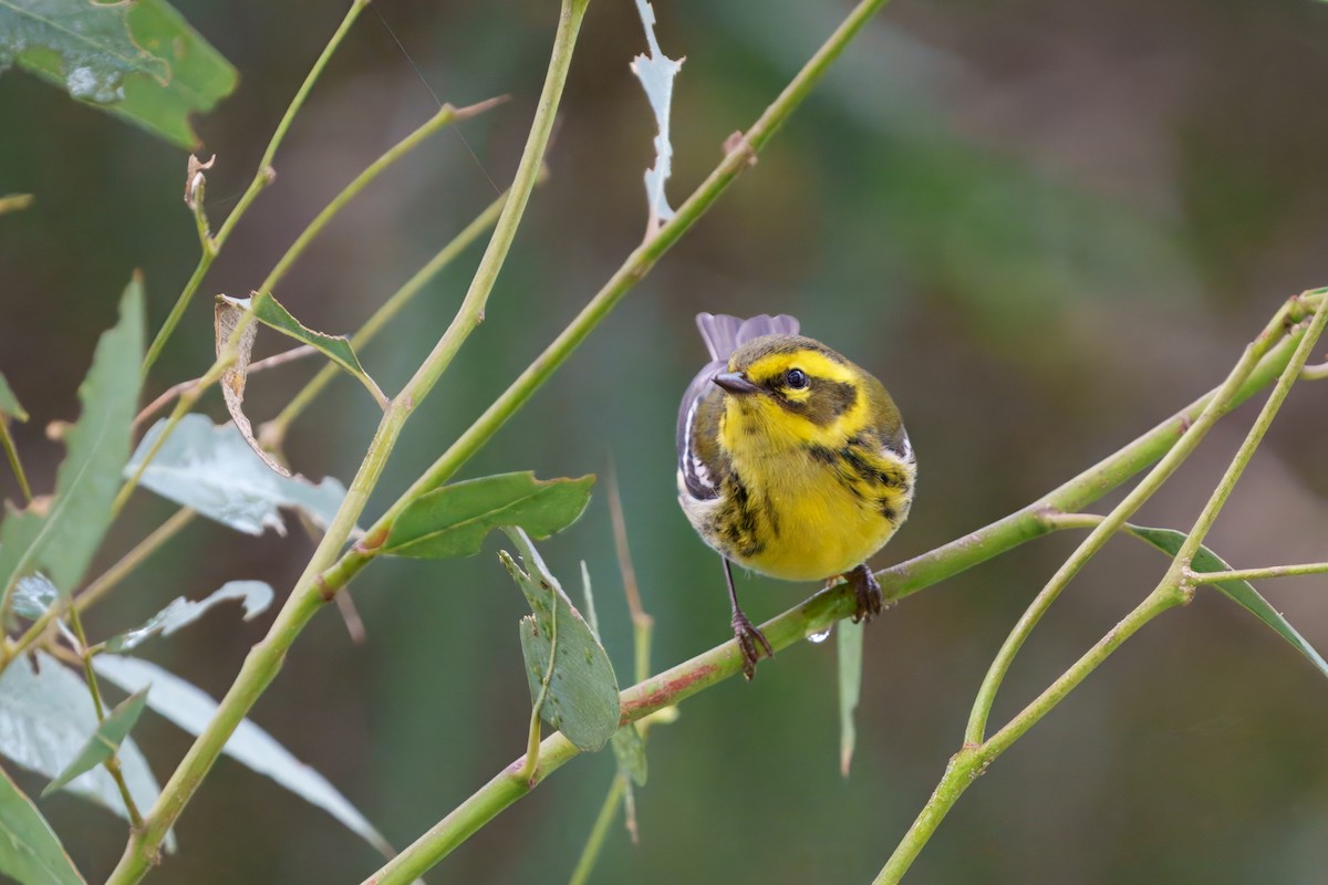 Townsend's Warbler - ML645431680