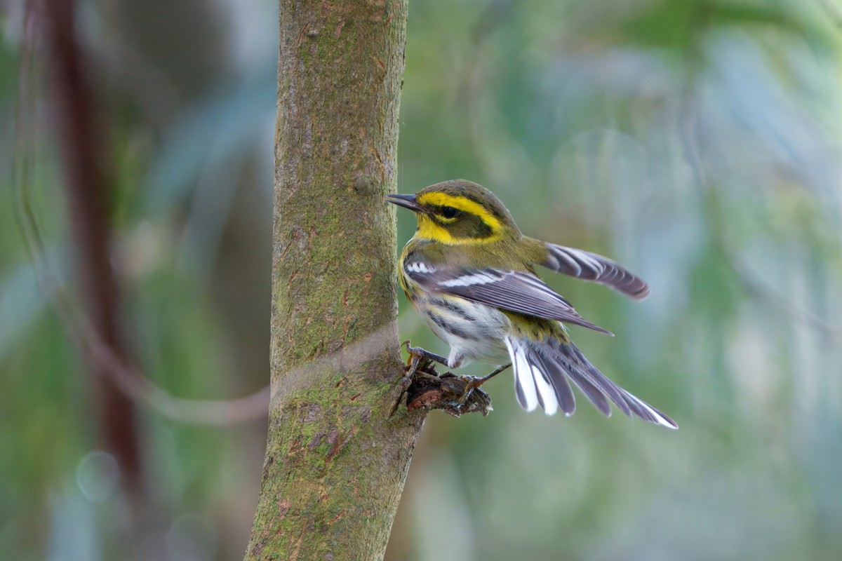 Townsend's Warbler - ML645431682