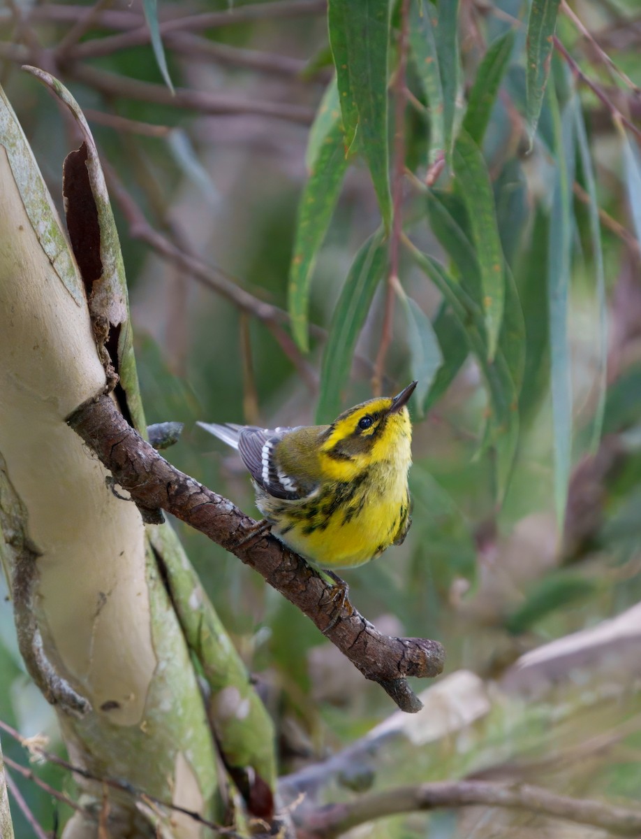 Townsend's Warbler - ML645431683