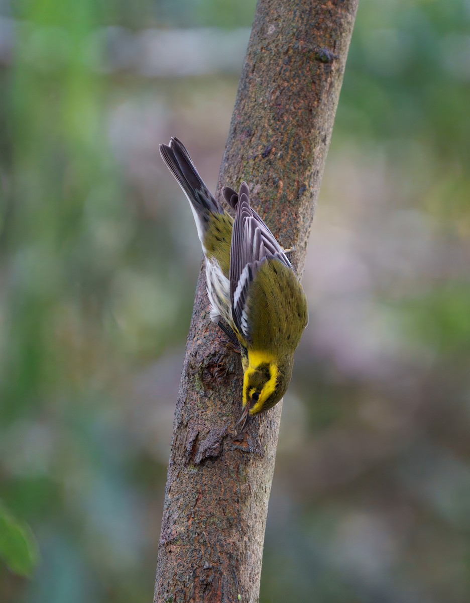 Townsend's Warbler - ML645431684