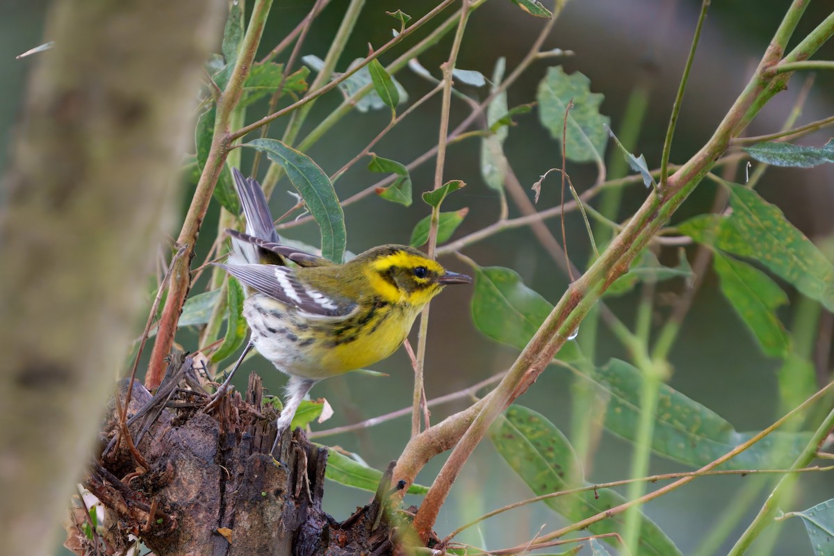 Townsend's Warbler - ML645431686