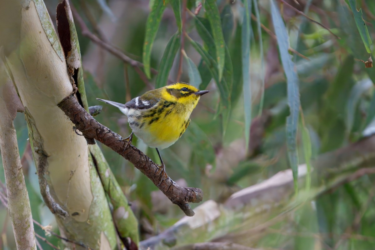 Townsend's Warbler - ML645431687