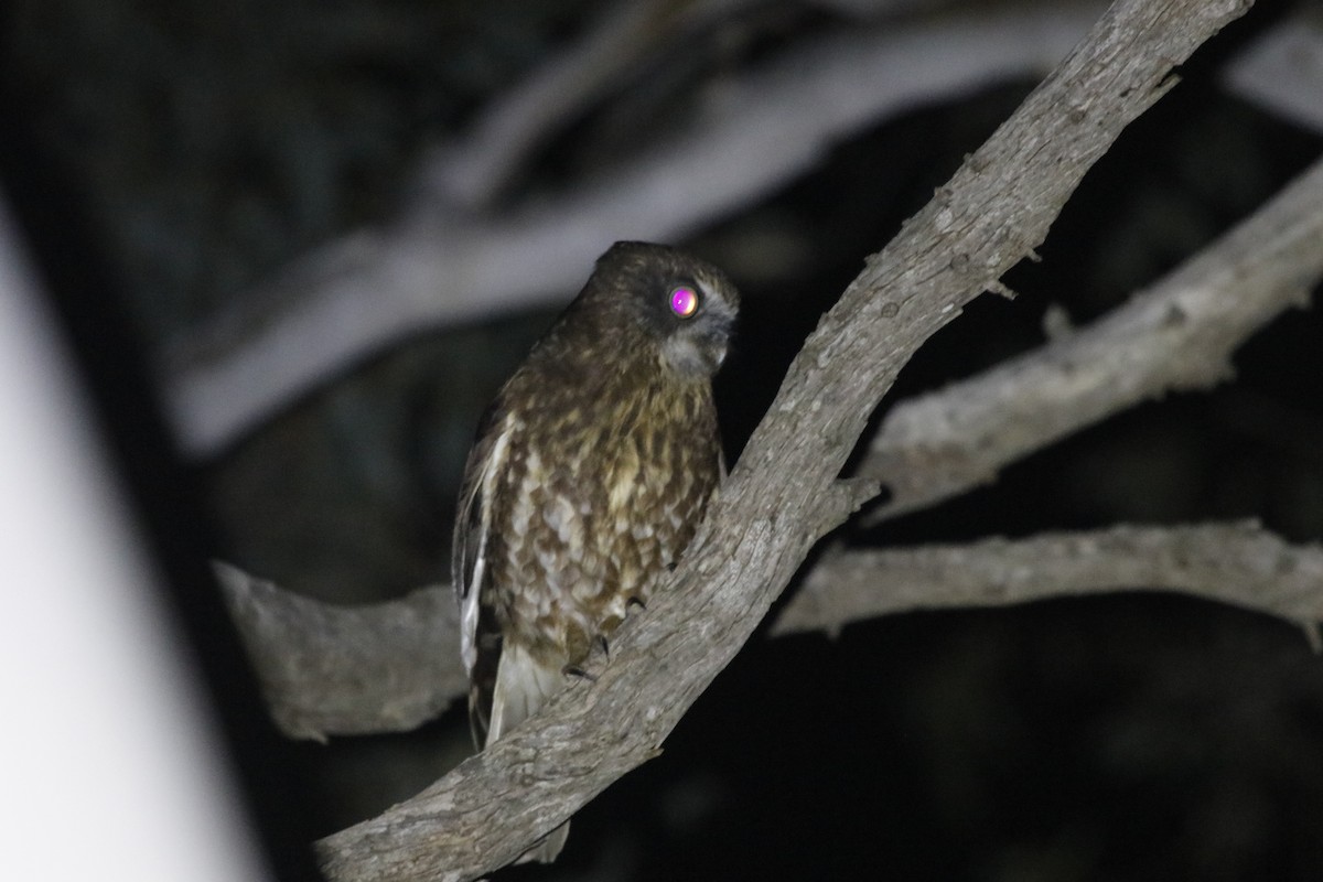 Australian Boobook - ML645431688