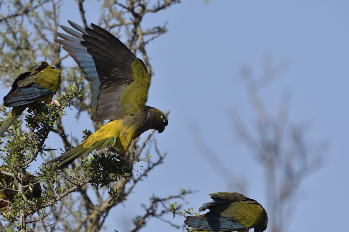 Burrowing Parakeet - ML645431689