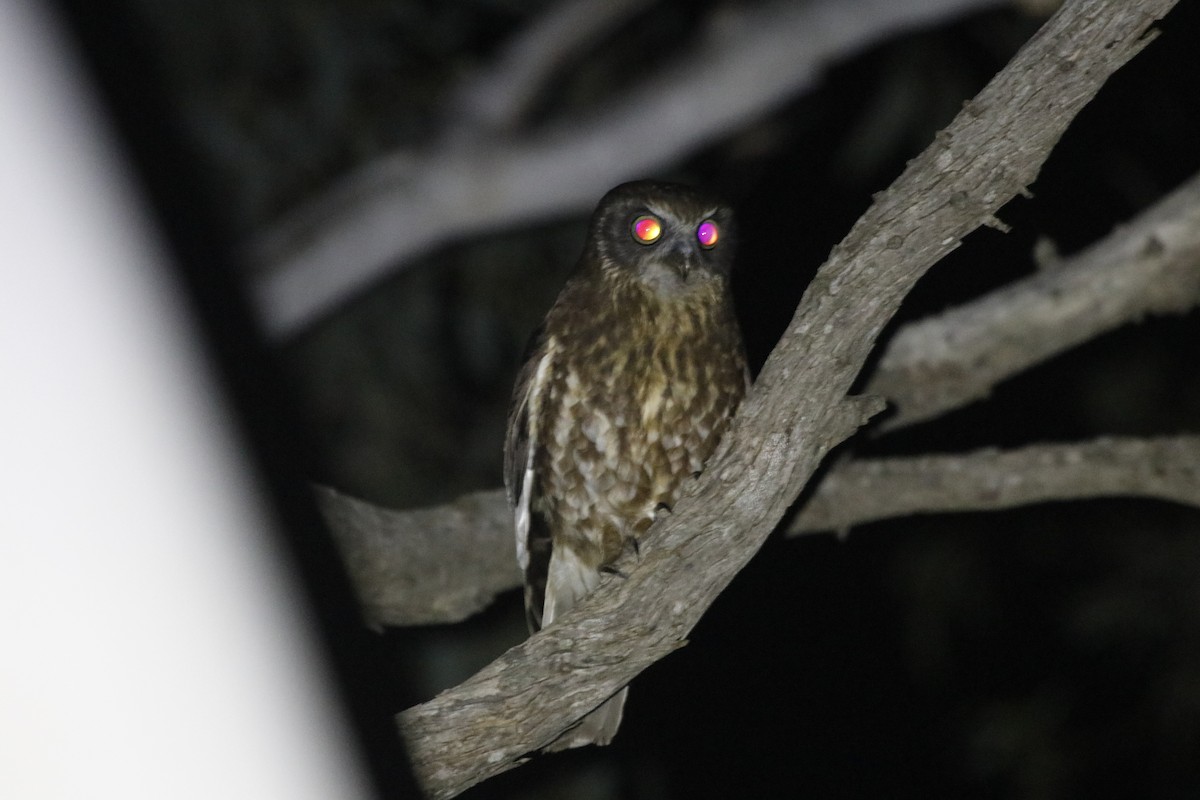 Australian Boobook - ML645431690