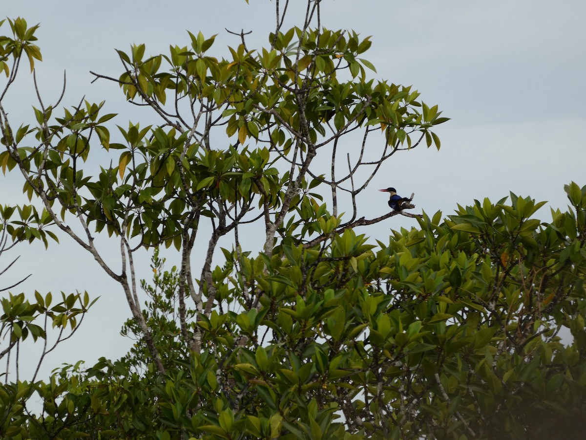 黑頭翡翠 - ML645431691