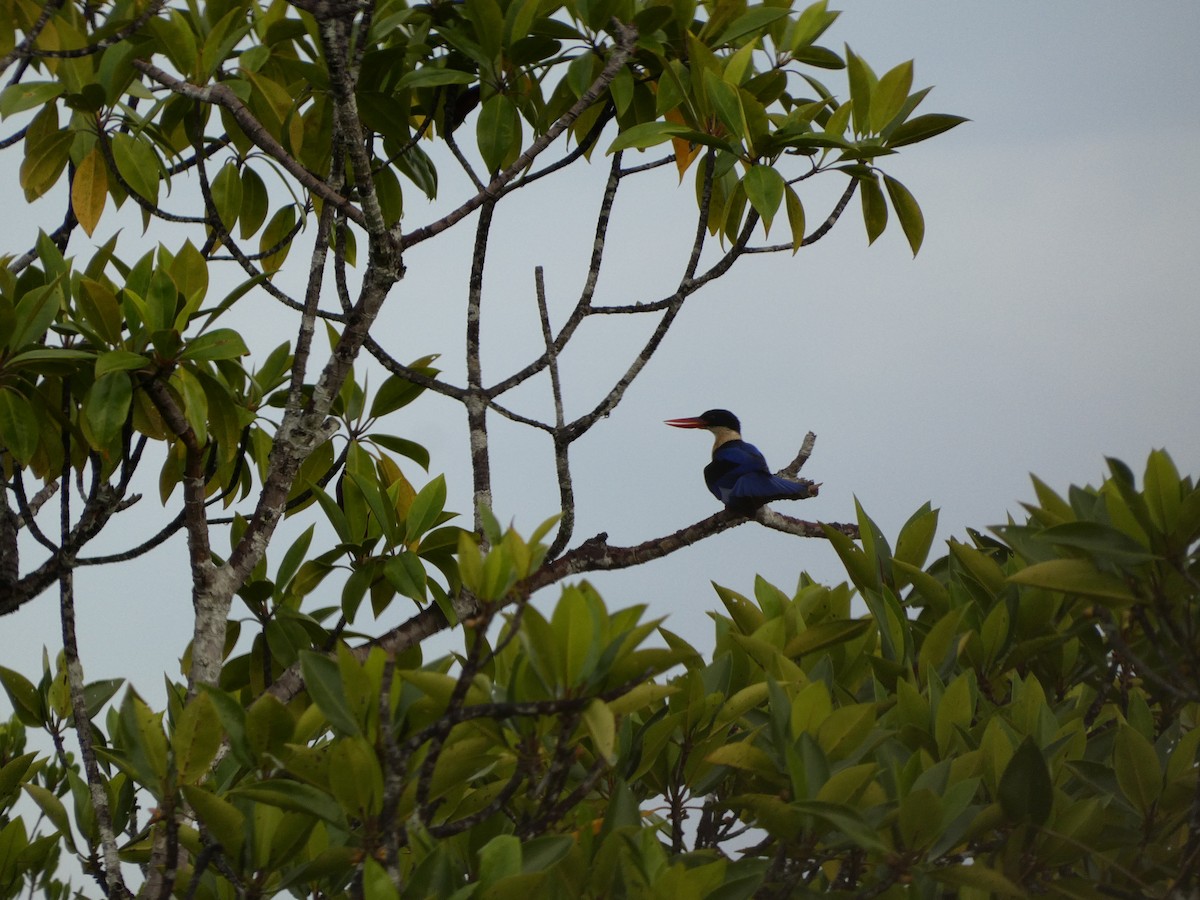 Black-capped Kingfisher - ML645431692