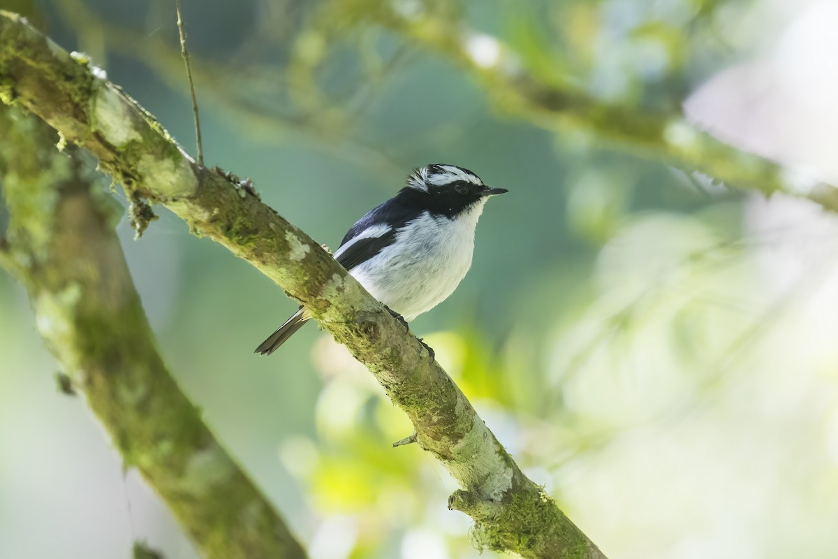 Little Pied Flycatcher - ML645431693