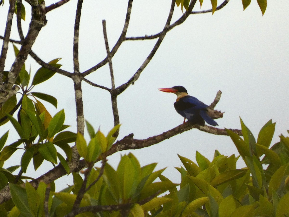 Black-capped Kingfisher - ML645431694