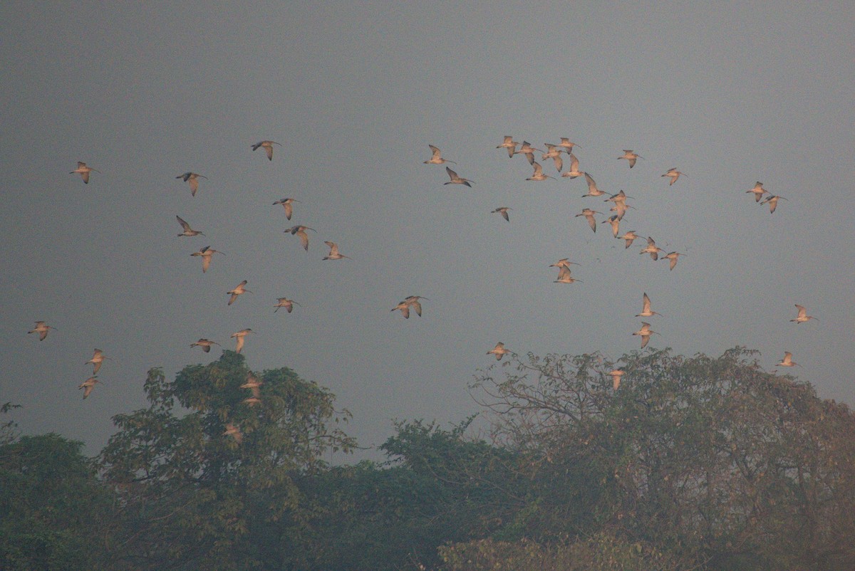 Eurasian Curlew - ML645431695