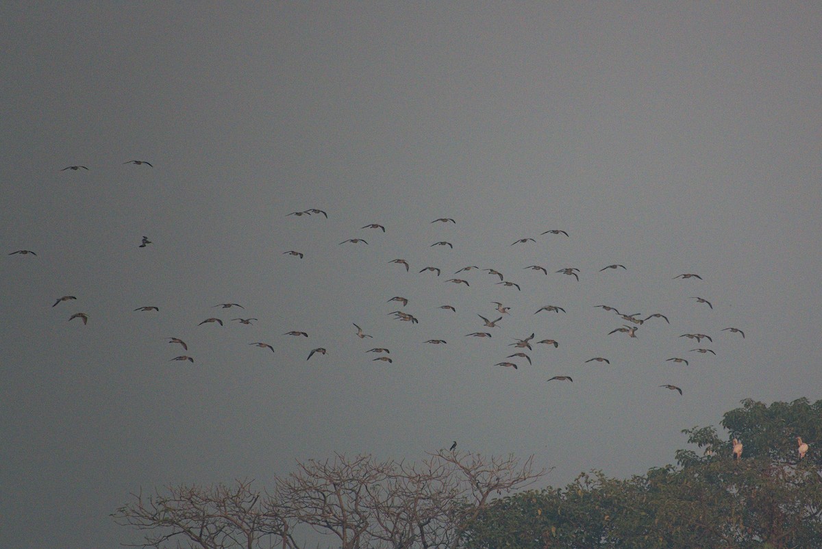 Eurasian Curlew - ML645431696