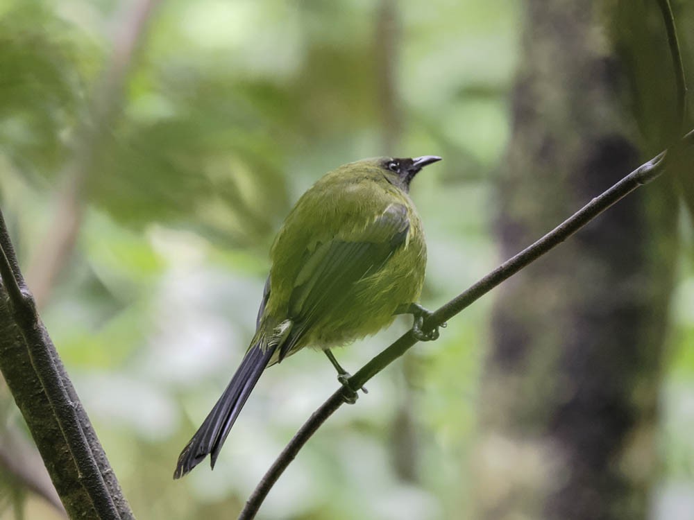 New Zealand Bellbird - ML645431697