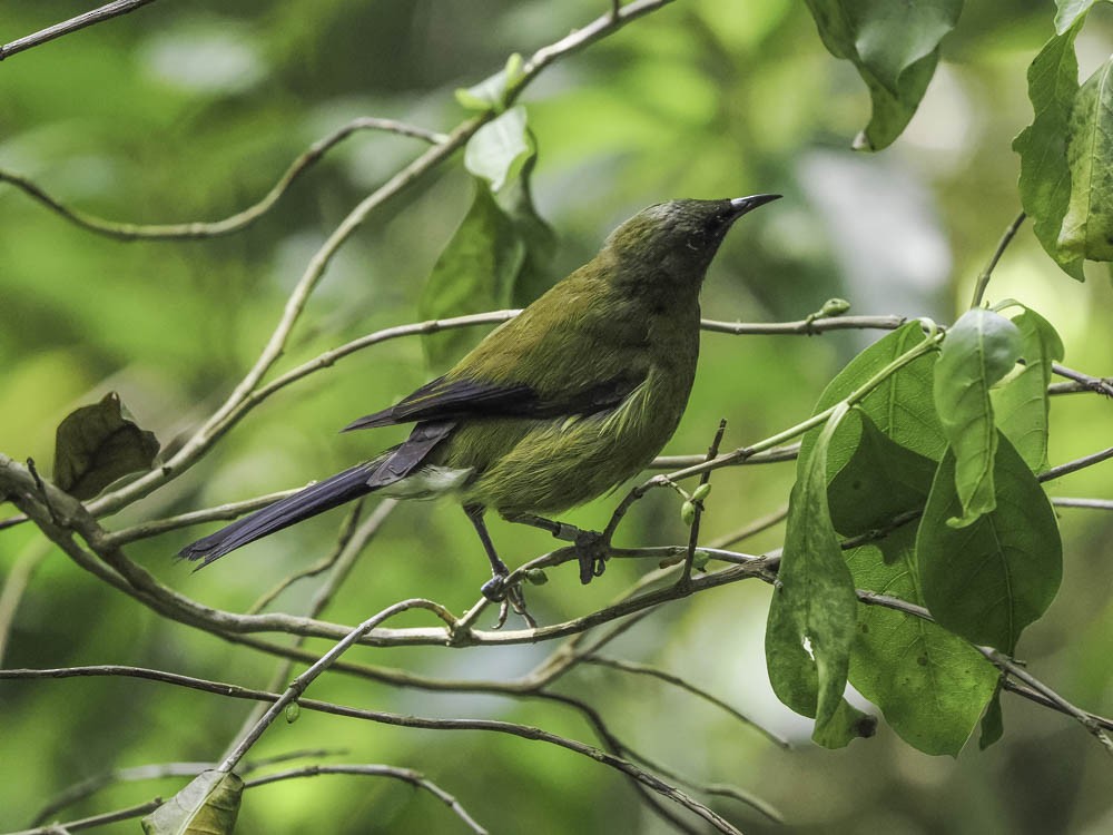 New Zealand Bellbird - ML645431698