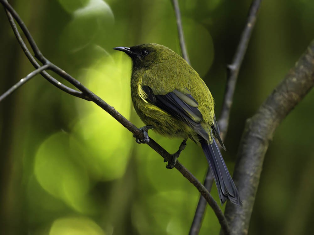 New Zealand Bellbird - ML645431699