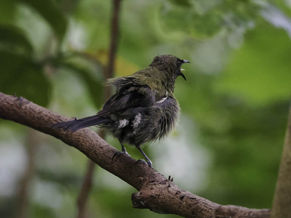 New Zealand Bellbird - ML645431700