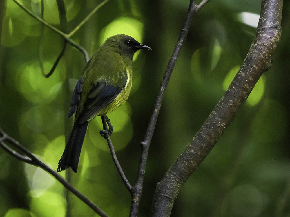New Zealand Bellbird - ML645431701