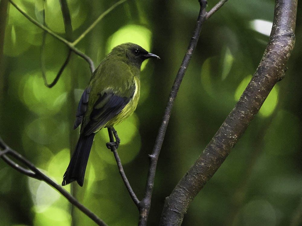 New Zealand Bellbird - ML645431702