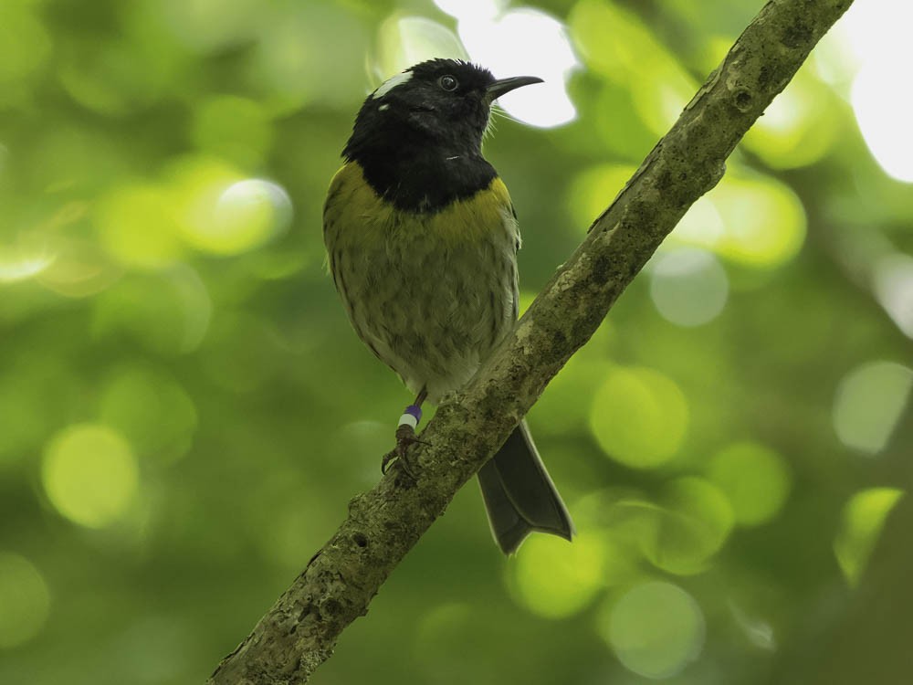 New Zealand Bellbird - ML645431703