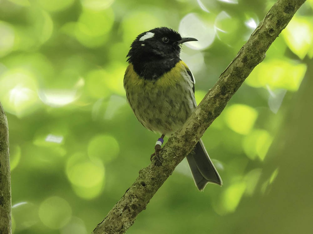 New Zealand Bellbird - ML645431704