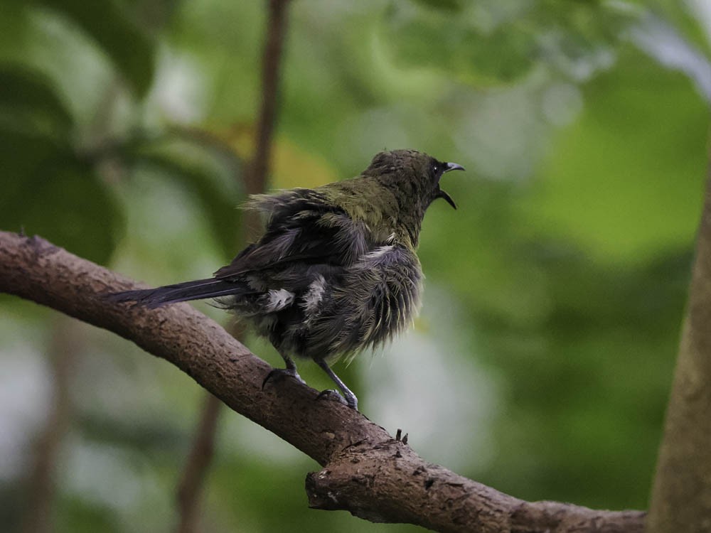 New Zealand Bellbird - ML645431705