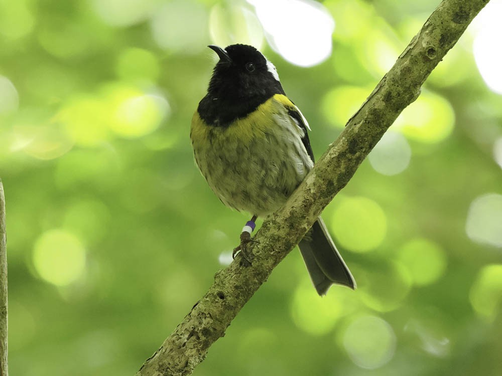 New Zealand Bellbird - ML645431706