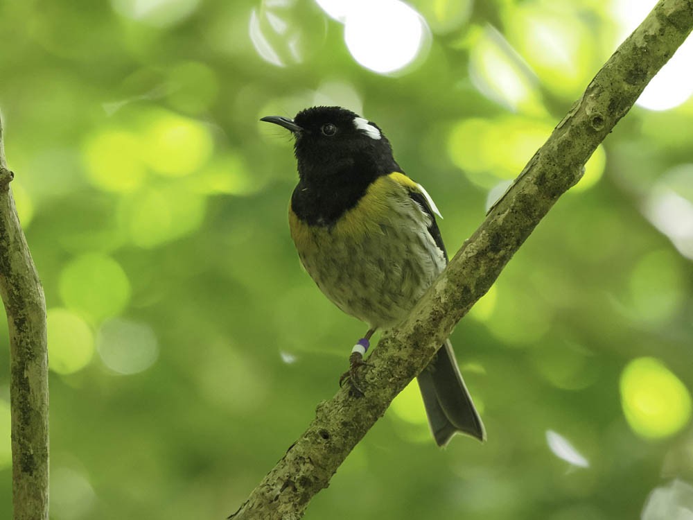 New Zealand Bellbird - ML645431707