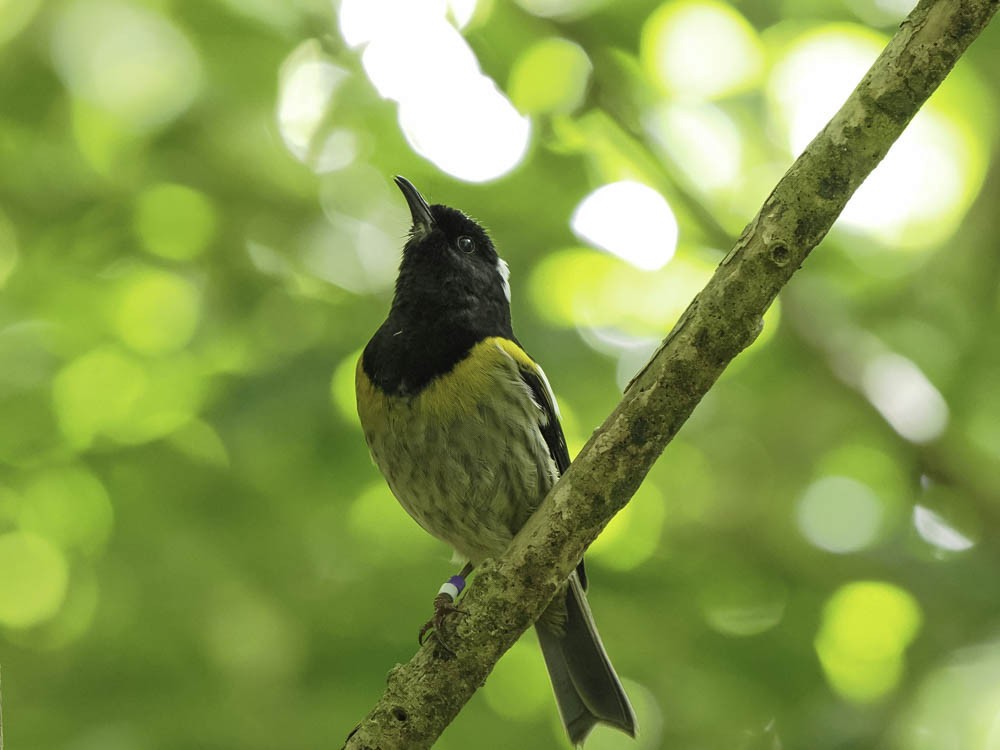 New Zealand Bellbird - ML645431708