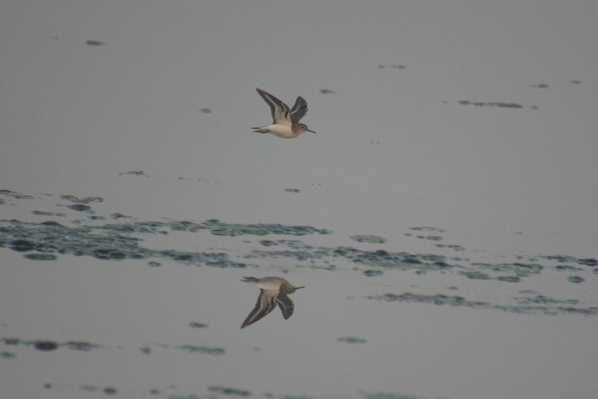 Common Sandpiper - ML645431711