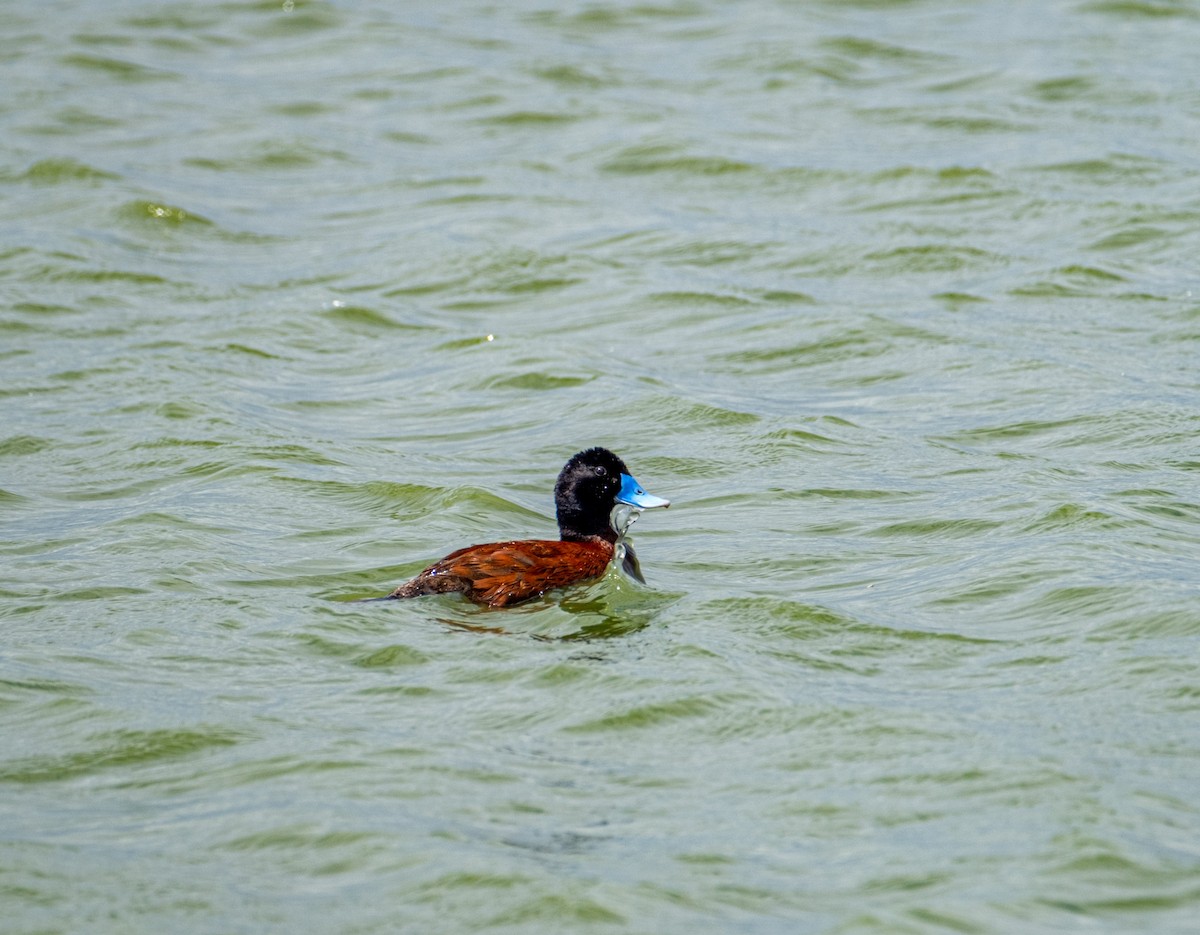 Blue-billed Duck - ML645431712