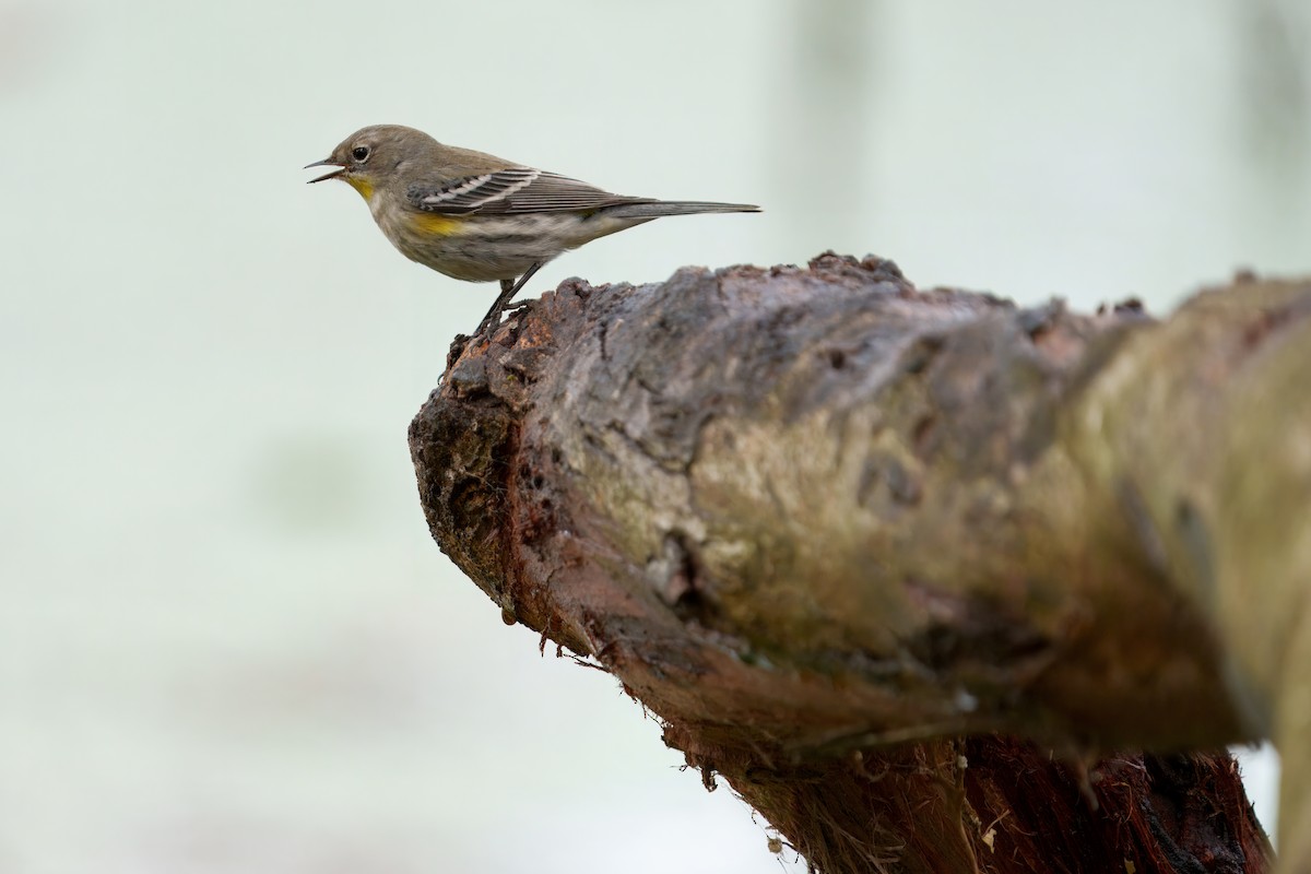 Yellow-rumped Warbler - ML645431713
