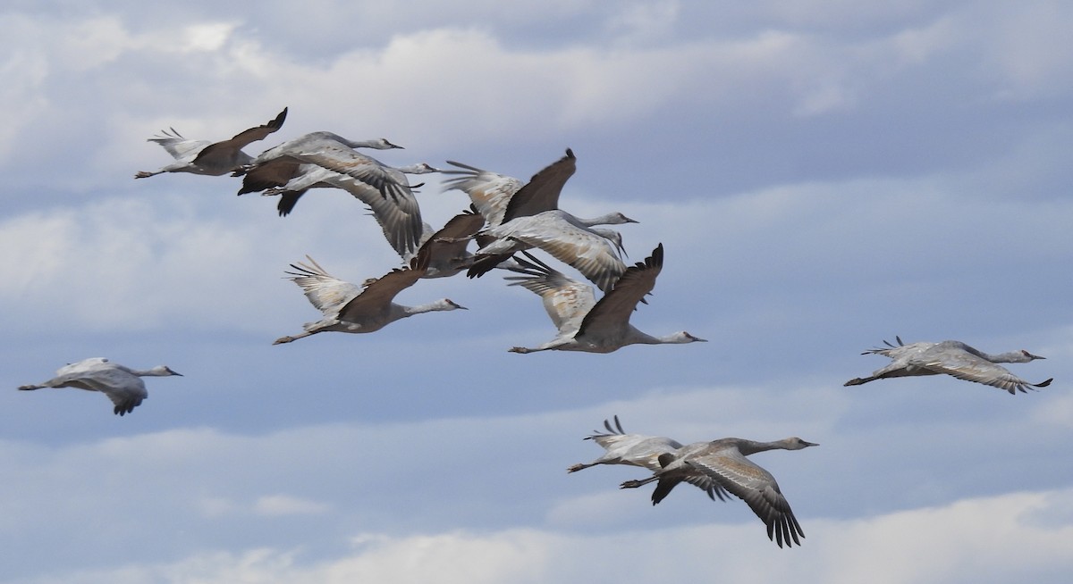 カナダヅル - ML645431715