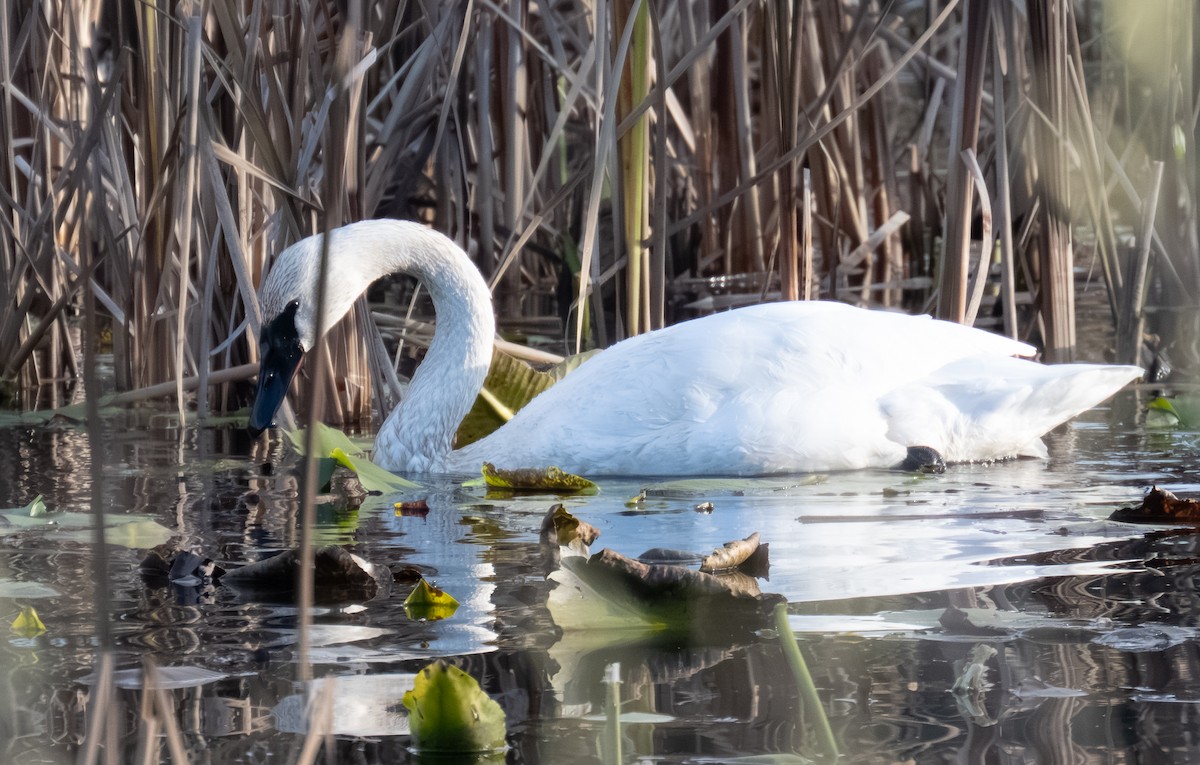 ナキハクチョウ - ML645431723