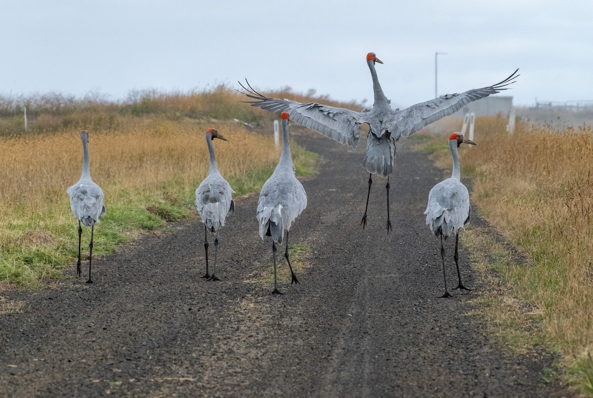 Brolga - ML645431726