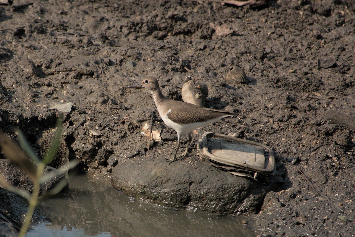 Chevalier guignette - ML645431732