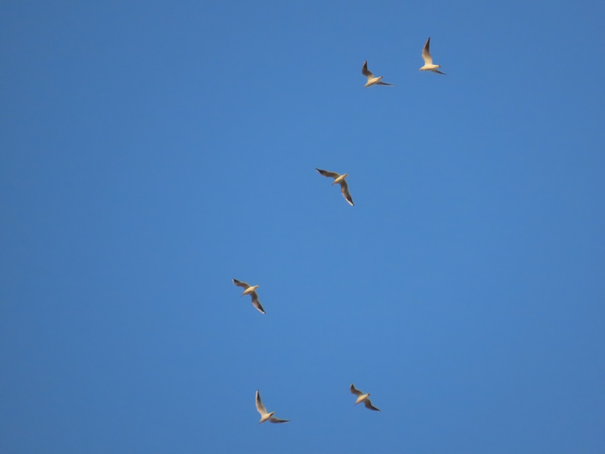 キアシセグロカモメ - ML645431744