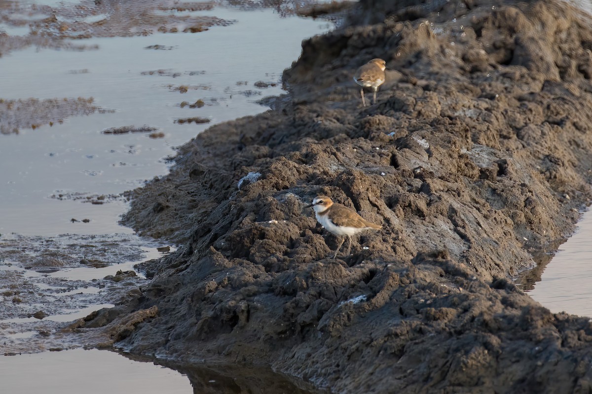 ジャワクロエリシロチドリ - ML645431745