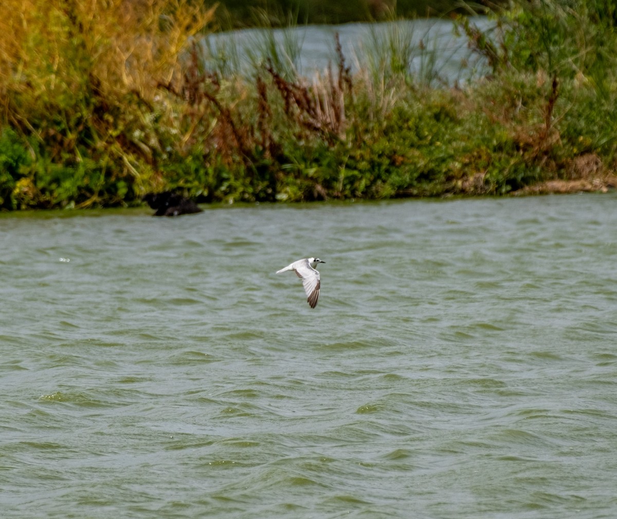 ハジロクロハラアジサシ - ML645431746